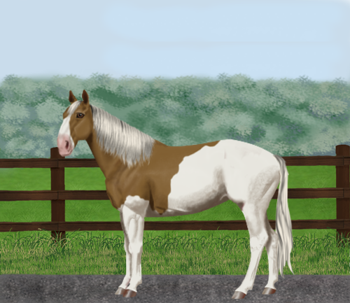 horse image