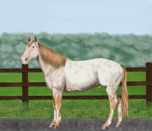 horse image