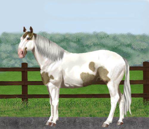 horse image