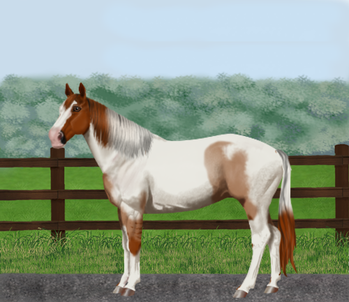 horse image