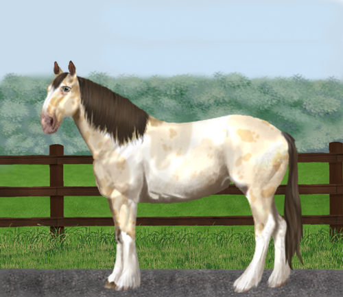 horse image