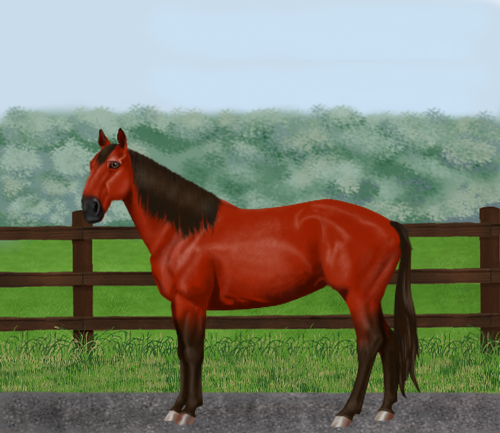 horse image