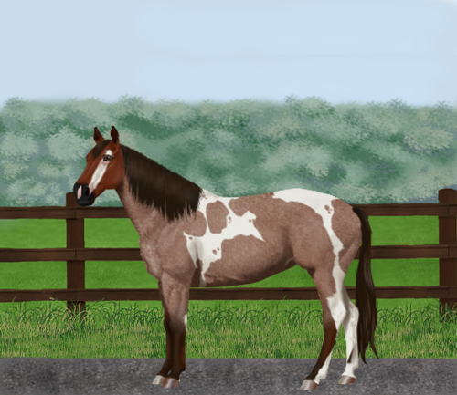 horse image