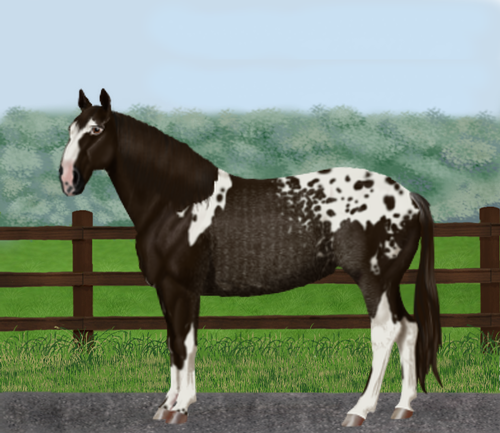 horse image