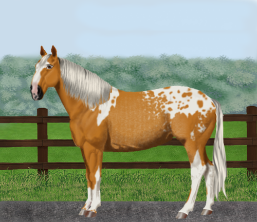 horse image