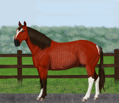 horse image