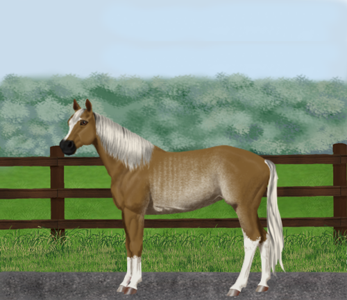 horse image