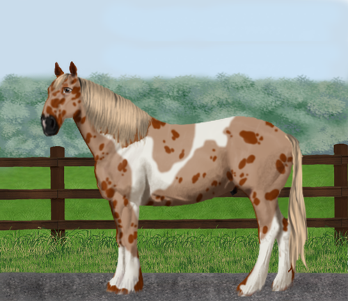 horse image