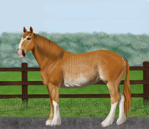 horse image