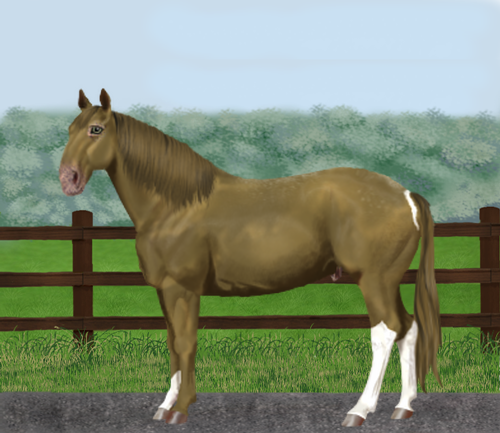 horse image