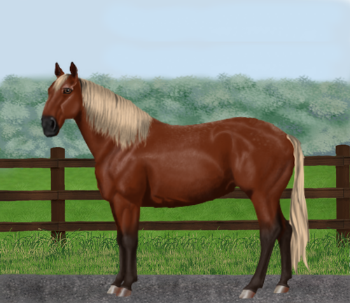 horse image