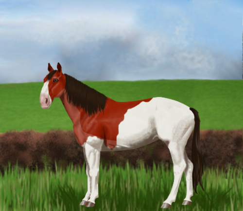 horse image