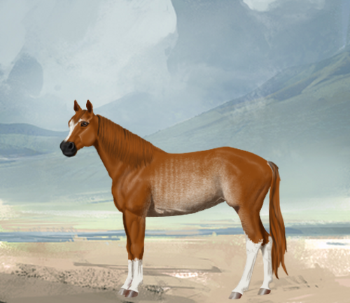 horse image