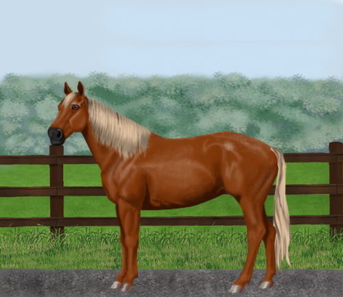 horse image