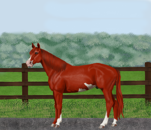 horse image