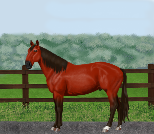 horse image