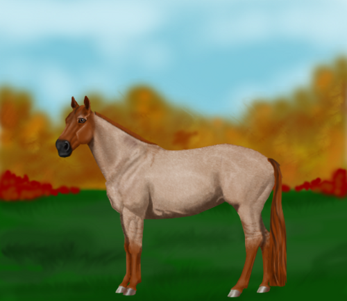 horse image