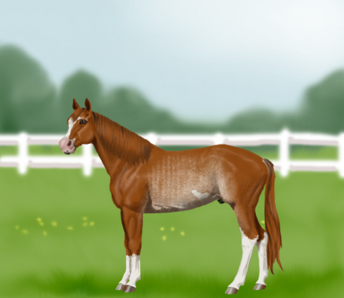 horse image