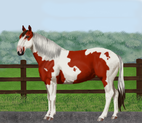 horse image