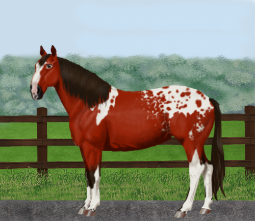 horse image