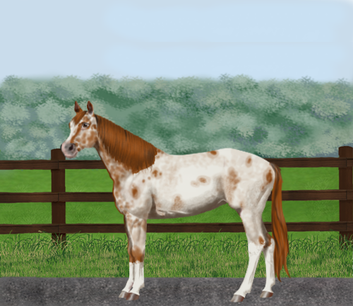 horse image