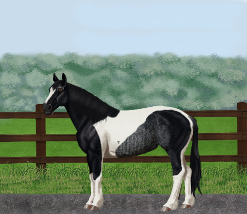 horse image