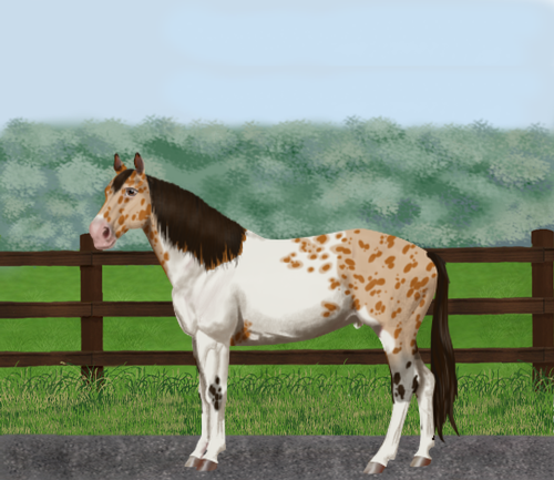 horse image