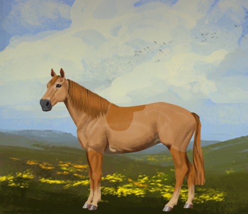 horse image