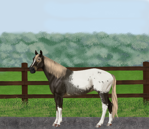 horse image