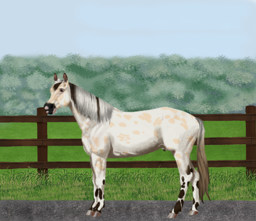 horse image