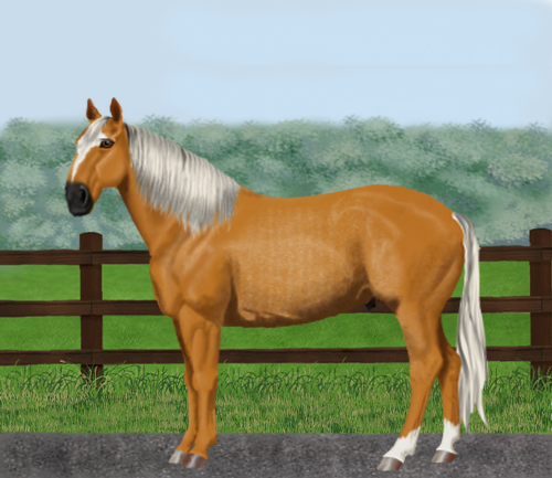 horse image