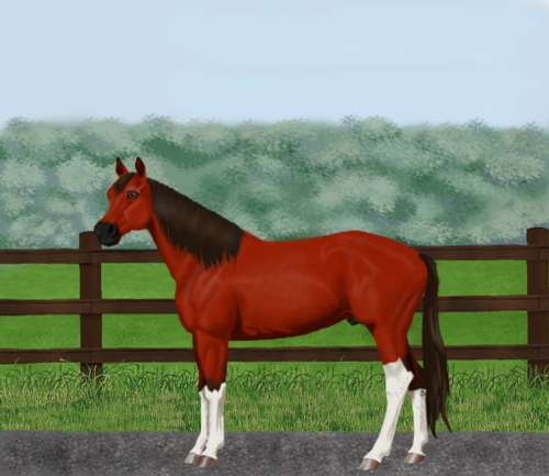 horse image