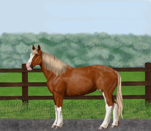 horse image