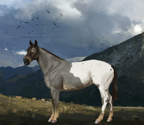 horse image