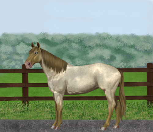 horse image