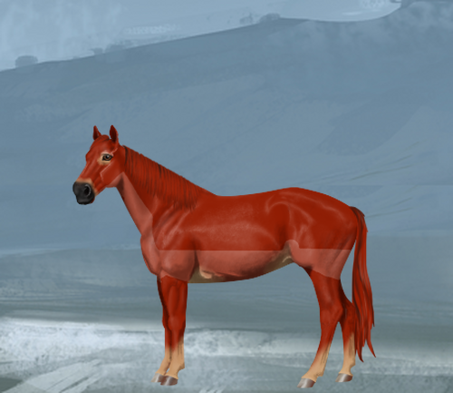 horse image