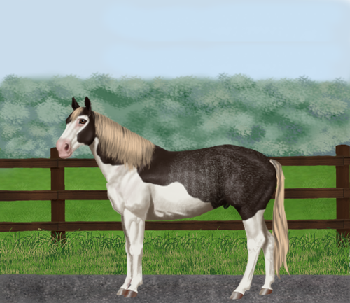 horse image