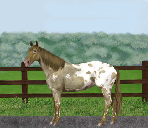 horse image