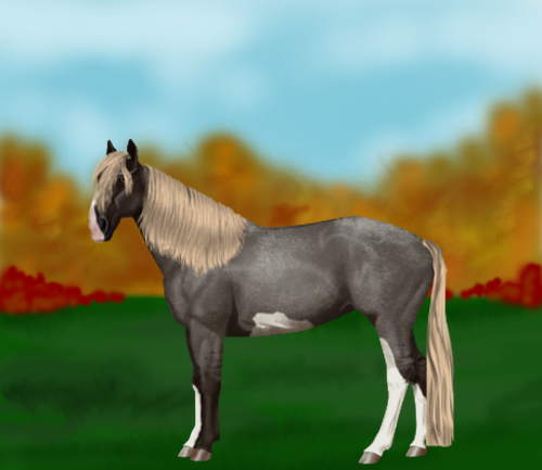 horse image