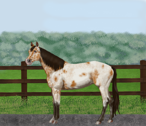 horse image