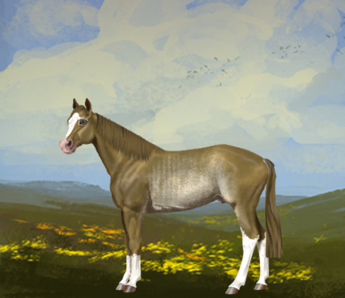 horse image