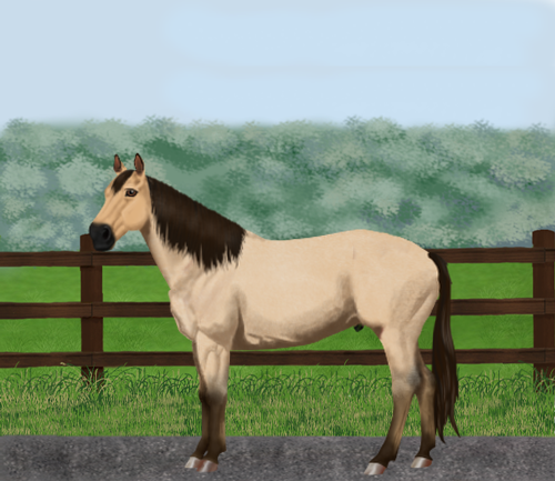 horse image