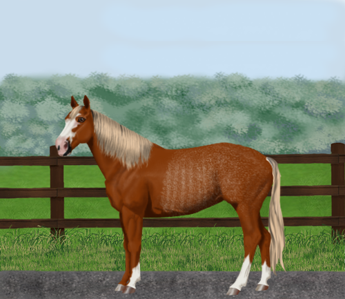 horse image