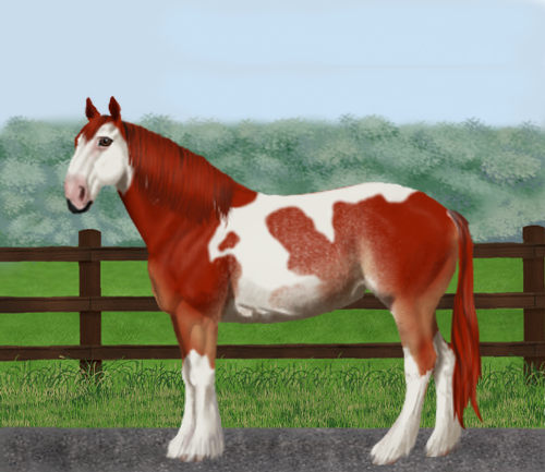 horse image