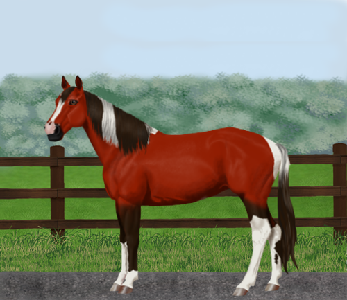 horse image