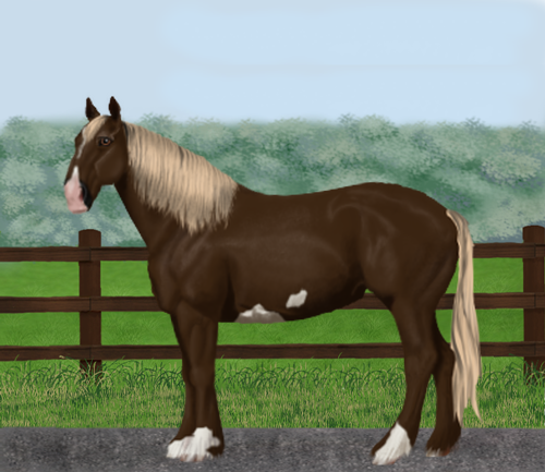 horse image