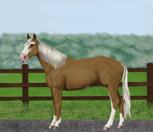 horse image