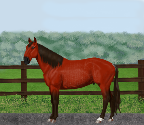 horse image