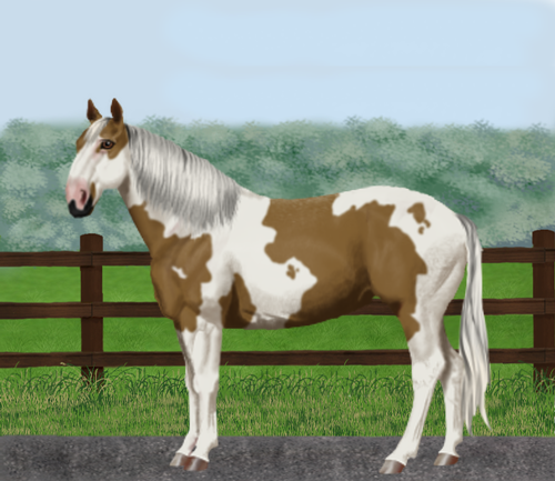 horse image