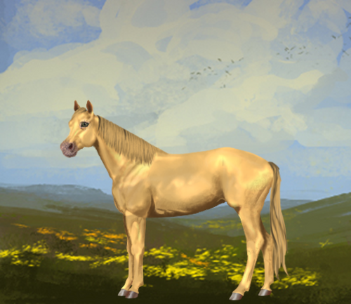 horse image